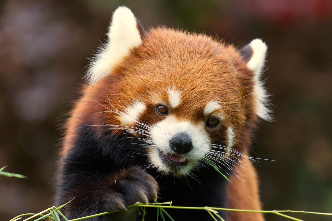 Red Panda 3 0819